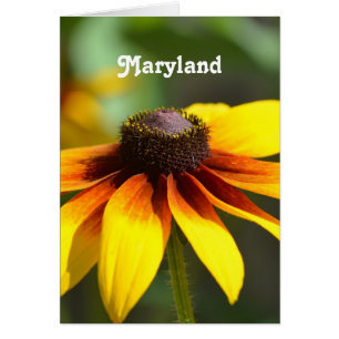 Cartão Maryland Black Eyed Susan