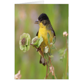 Cartão Masculino Goldfinch pregado em flores