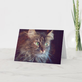 Cartão Masquerade Eyes, Maine Coon (blank) Greeting Card