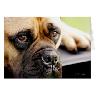 Cartão Mastiff de Bull