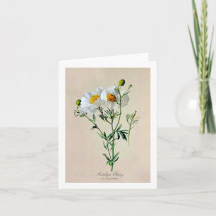 Cartão Matilija Poppy Note Card