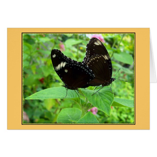 Cartão Mating Dance (Frente Horizontal)