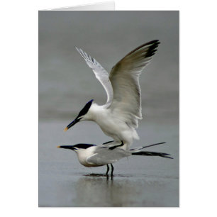 Cartão Mating Sandwich Terns