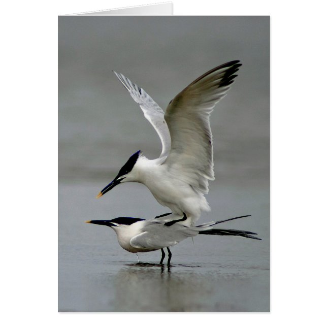 Cartão Mating Sandwich Terns (Frente)