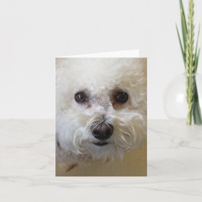 Cartão Mattie - Bichon Frise NoteCard (Frente)