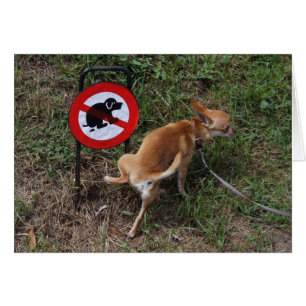 Cartão Mau Chihuahua Puppy