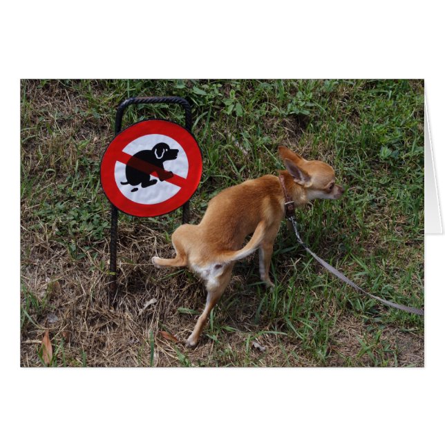 Cartão Mau Chihuahua Puppy (Frente Horizontal)