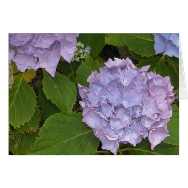 Cartão Mauve Hydrangea (Frente Horizontal)