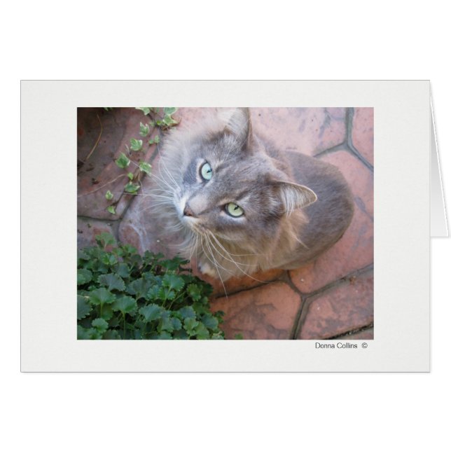 Cartão Máx. Cat   #-3 (Frente horizontal)