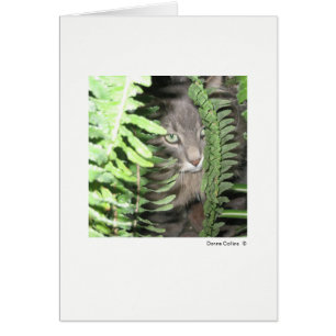 Cartão Máximo do Cat 6