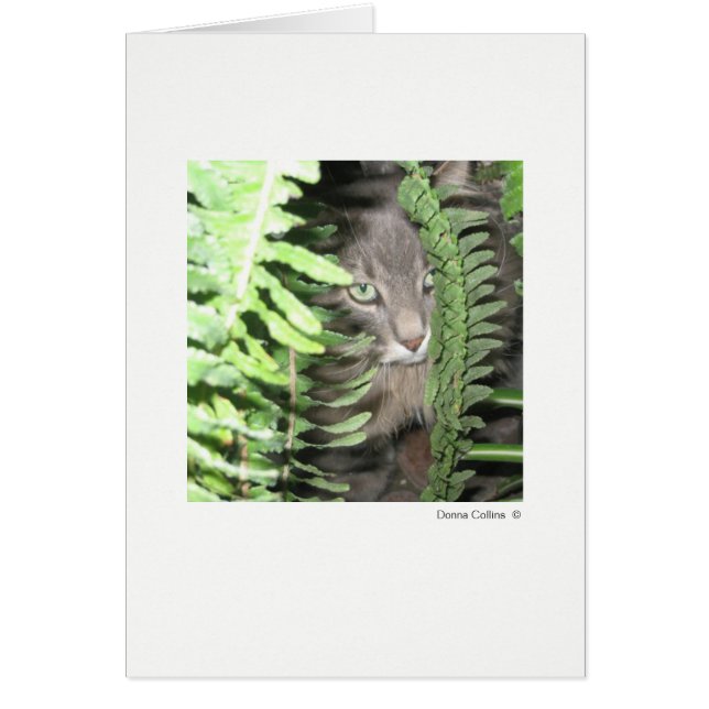 Cartão Máximo do Cat 6 (Frente)