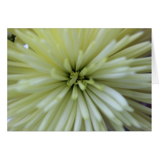 Cartão May Flowers #2 (Frente Horizontal)