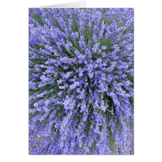 Cartão May Night Salvia