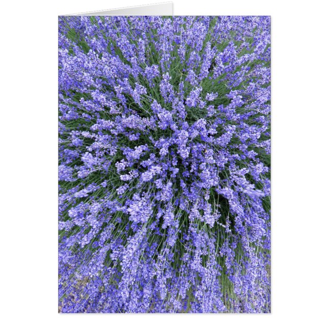 Cartão May Night Salvia (Frente)