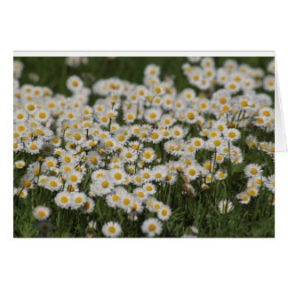 Cartão Mayday daisies