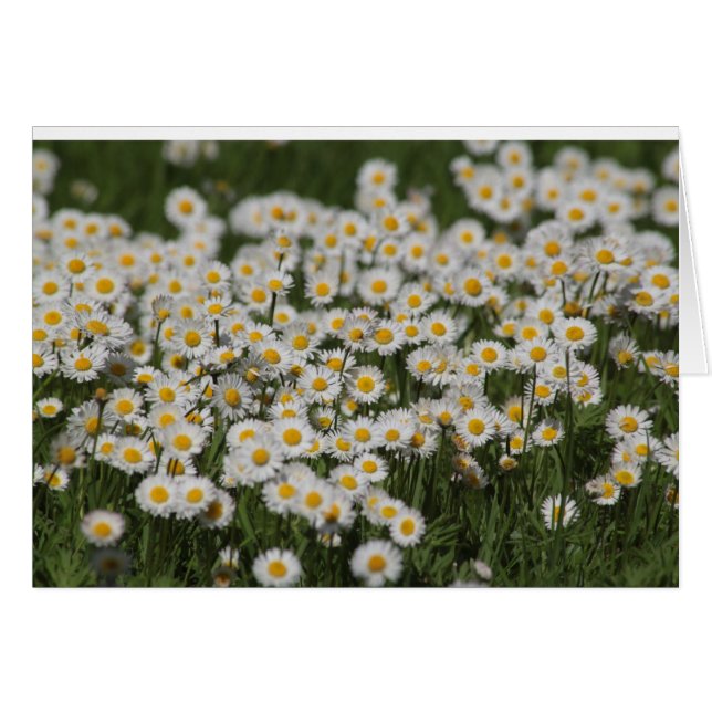 Cartão Mayday daisies (Frente horizontal)