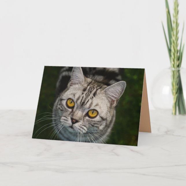 Cartão McGonagall cat greeting card (Frente)