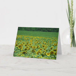 Cartão Meadow of Sunflower Card
