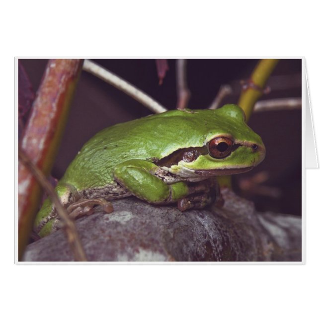 Cartão Meditação do sapo (Frente Horizontal)