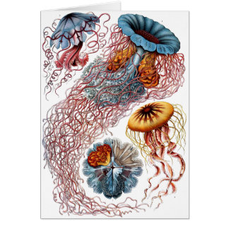 Cartão Medusa de Haeckel