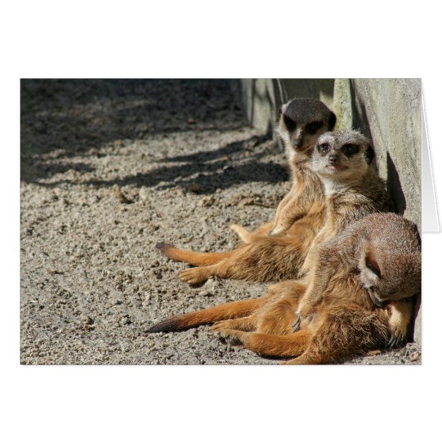 Cartão Meekats Saindo (Frente Horizontal)