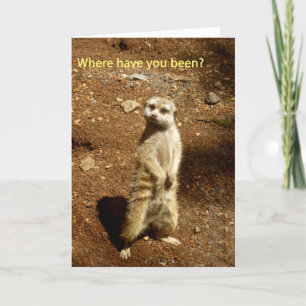 Cartão meerkat