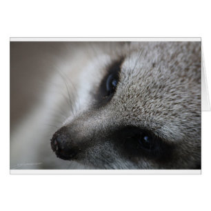 Cartão Meerkat