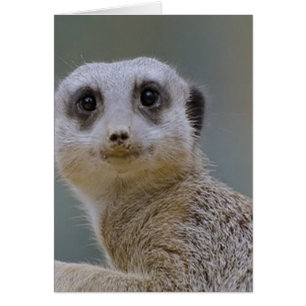 Cartão meerkat