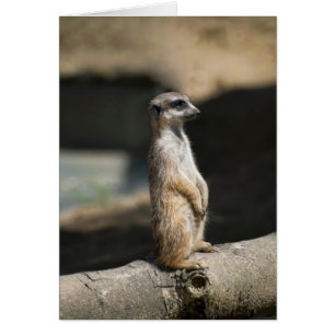 Cartão Meerkat