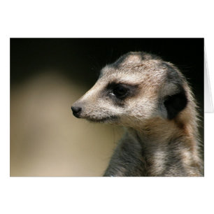 Cartão Meerkat