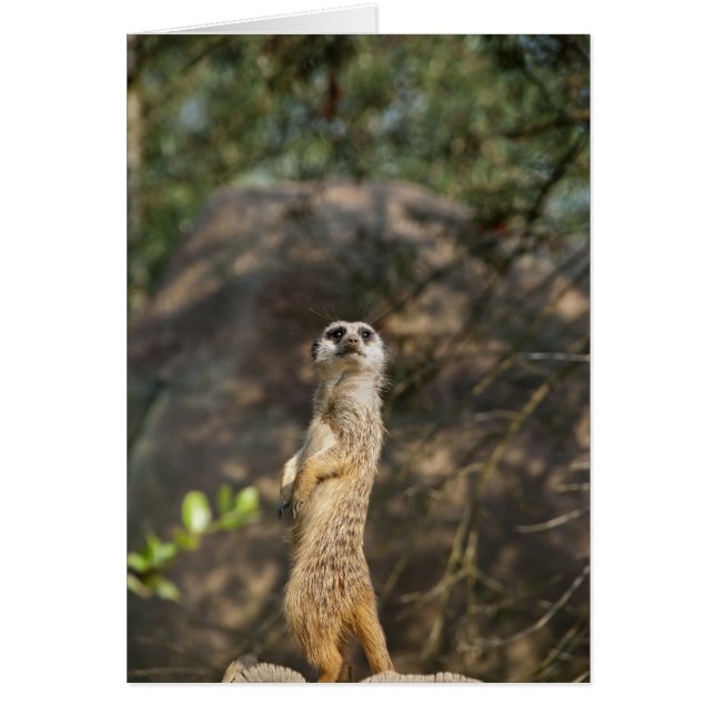 Cartão Meerkat (Frente)