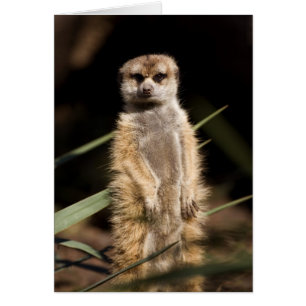 Cartão Meerkat