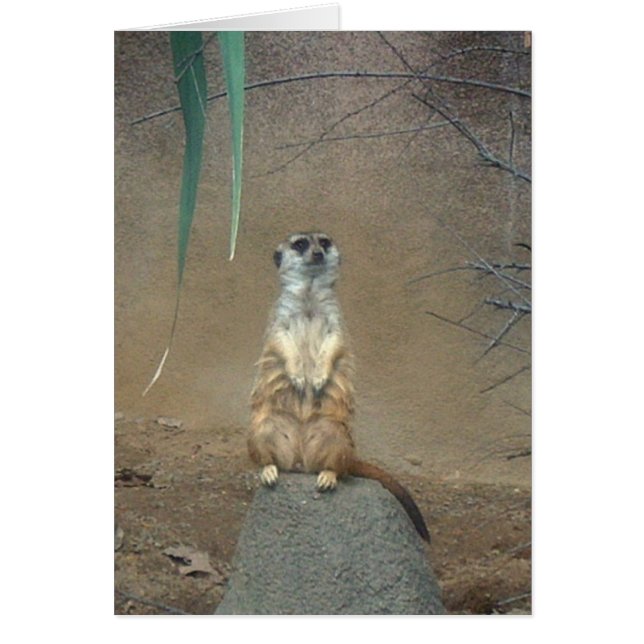 Cartão Meerkat (Frente)