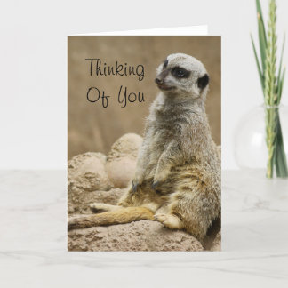Cartão Meerkat
