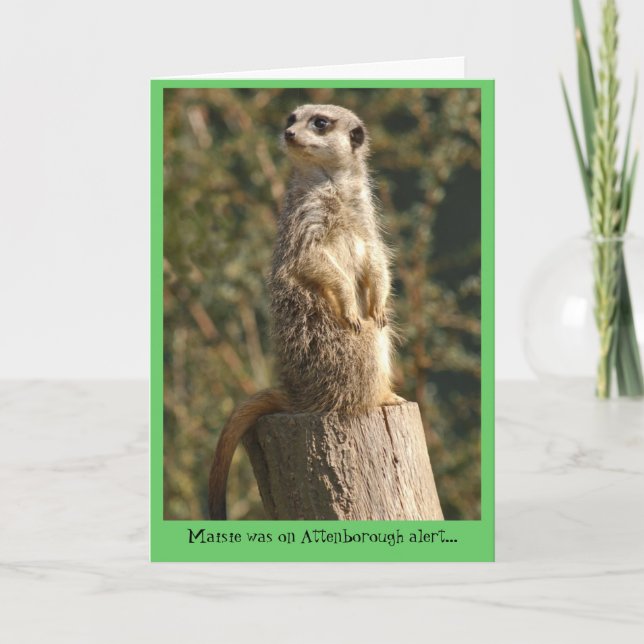 Cartão Meerkat Alert Card (Frente)