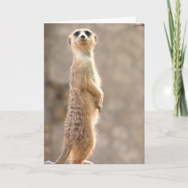 Cartão Meerkat at Attention Greeting Card (Frente)