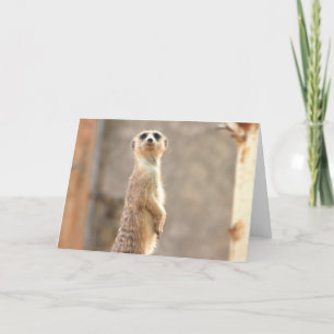 Cartão Meerkat at Attention Greeting Card