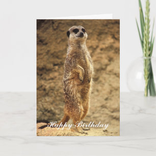Cartão Meerkat Birthday Card