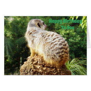 Cartão Meerkat Com Um Aniversário De Alta Vista Deseja,