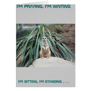 Cartão Meerkat cómico - círculo um