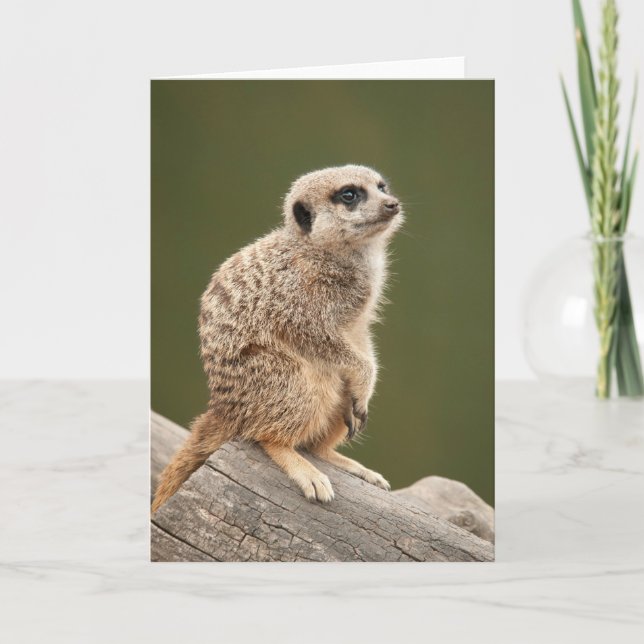 Cartão Meerkat Greeting Card (Frente)