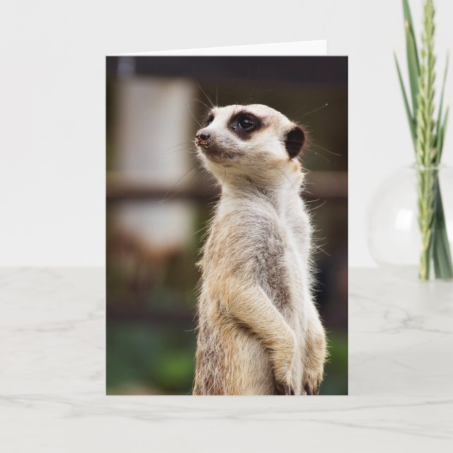Cartão Meerkat Greeting Card (Frente)
