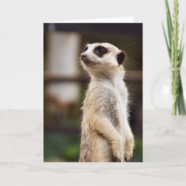 Cartão Meerkat Greeting Card