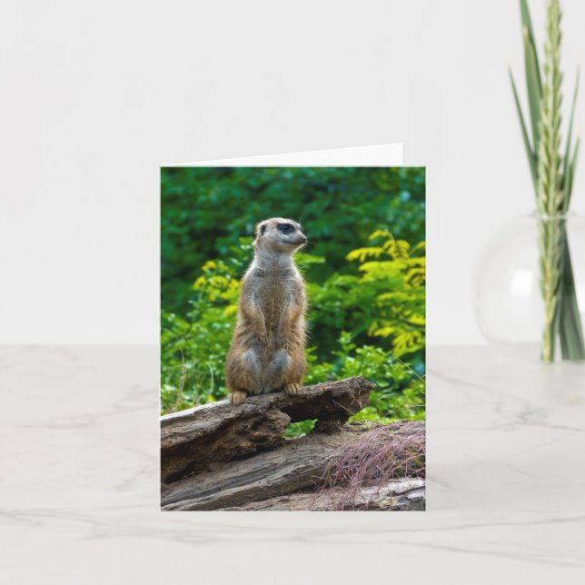 Cartão Meerkat Greeting Card (Frente)