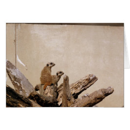 Cartão Meerkat Lookout