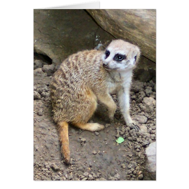 Cartão Meerkat nº 2 (Frente)