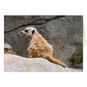 Cartão Meerkat nº 3