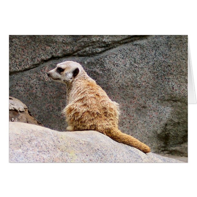 Cartão Meerkat nº 3 (Frente Horizontal)