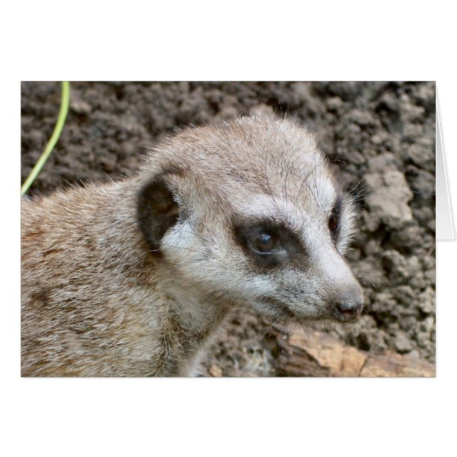Cartão Meerkat nº 5 (Frente Horizontal)