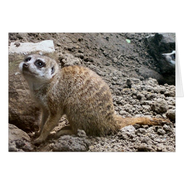 Cartão Meerkat nº 6 (Frente Horizontal)
